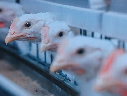 畜牧减抗丨“危机感”下的自我凯发旗舰厅改变(图2)