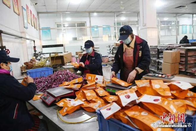 山西闻喜：特色产业集群“点凯发旗舰厅亮”乡村振兴路(图2)