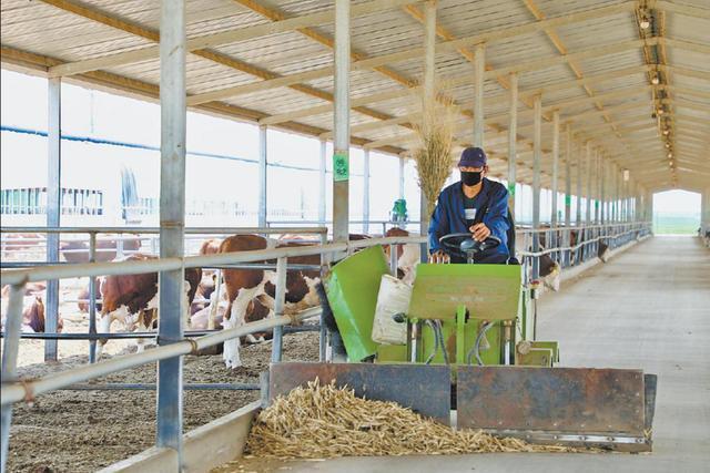 榆林市榆阳区全链升级激活畜牧动能——牛羊经济提质增效产业振兴绘新景(图3)