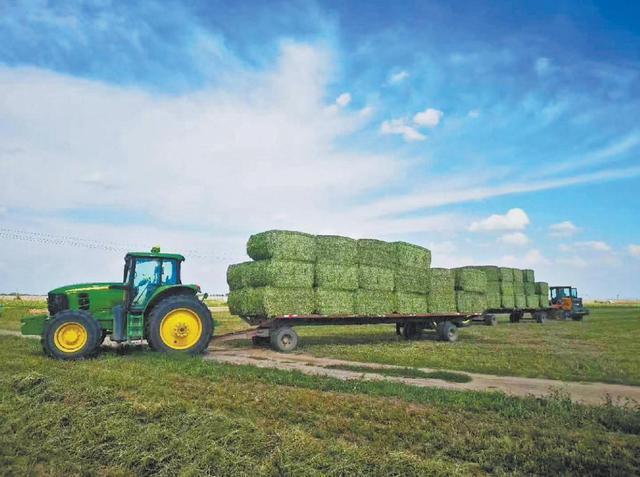 榆林市榆阳区全链升级激活畜牧动能——牛羊经济提质增效产业振兴绘新景(图2)