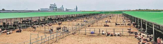 榆林市榆阳区全链升级激活畜牧动能——牛羊经济提质增效产业振兴绘新景(图4)