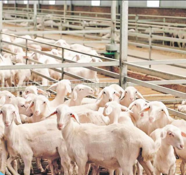 榆林市榆阳区全链升级激活畜牧动能——牛羊经济提质增效产业振兴绘新景(图5)