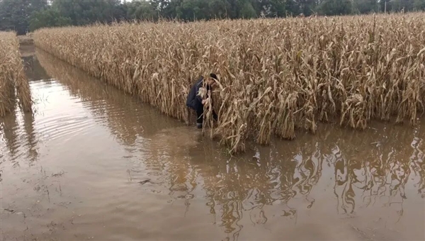 黄淮地区为何成旱涝急转重灾区(图2)