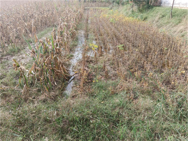 黄淮地区为何成旱涝急转重灾区(图3)