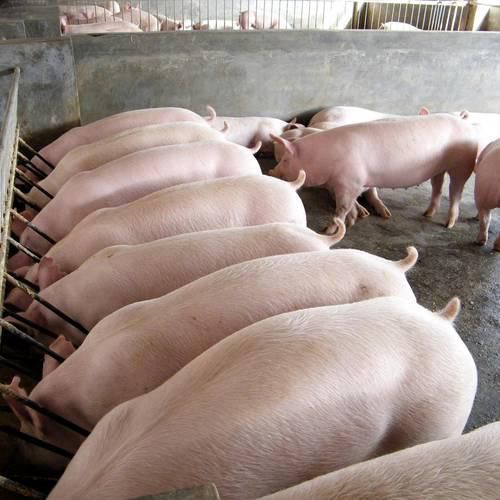 从闲置到高产如何实现养猪“无淡季”？(图1)