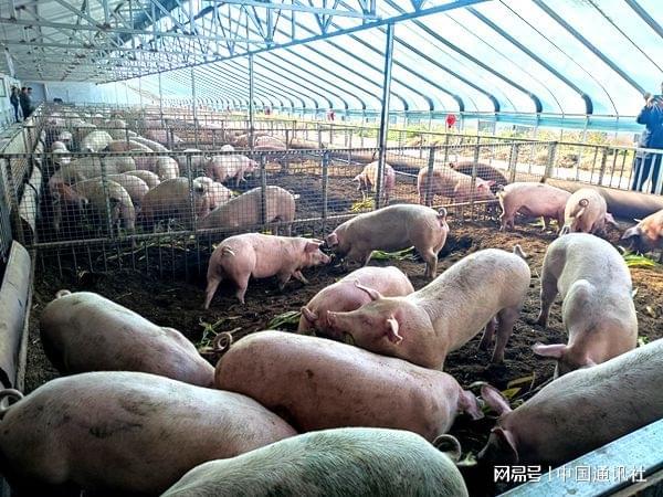 青海讴赅瑞养殖有限公司：发展生态猪养殖带领村民走上致富路(图1)