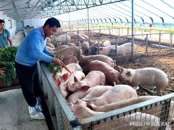 青海讴赅瑞养殖有限公司：发展生态猪养殖带领村民走上致富路(图2)