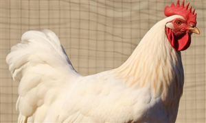 ag凯发行业经济_中研普华行业研究网(图4)