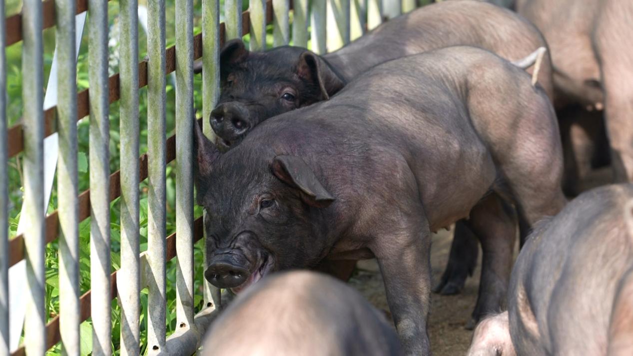 屯昌黑猪拱出致富路(图1)
