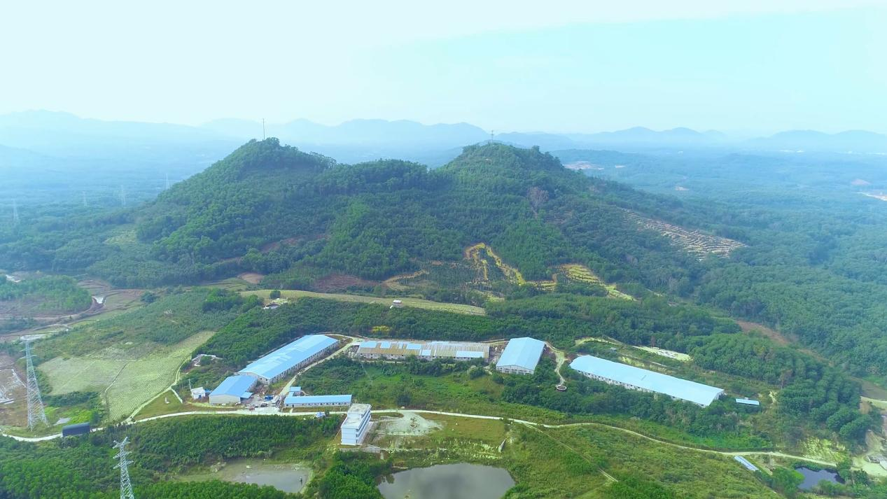 屯昌黑猪拱出致富路(图2)