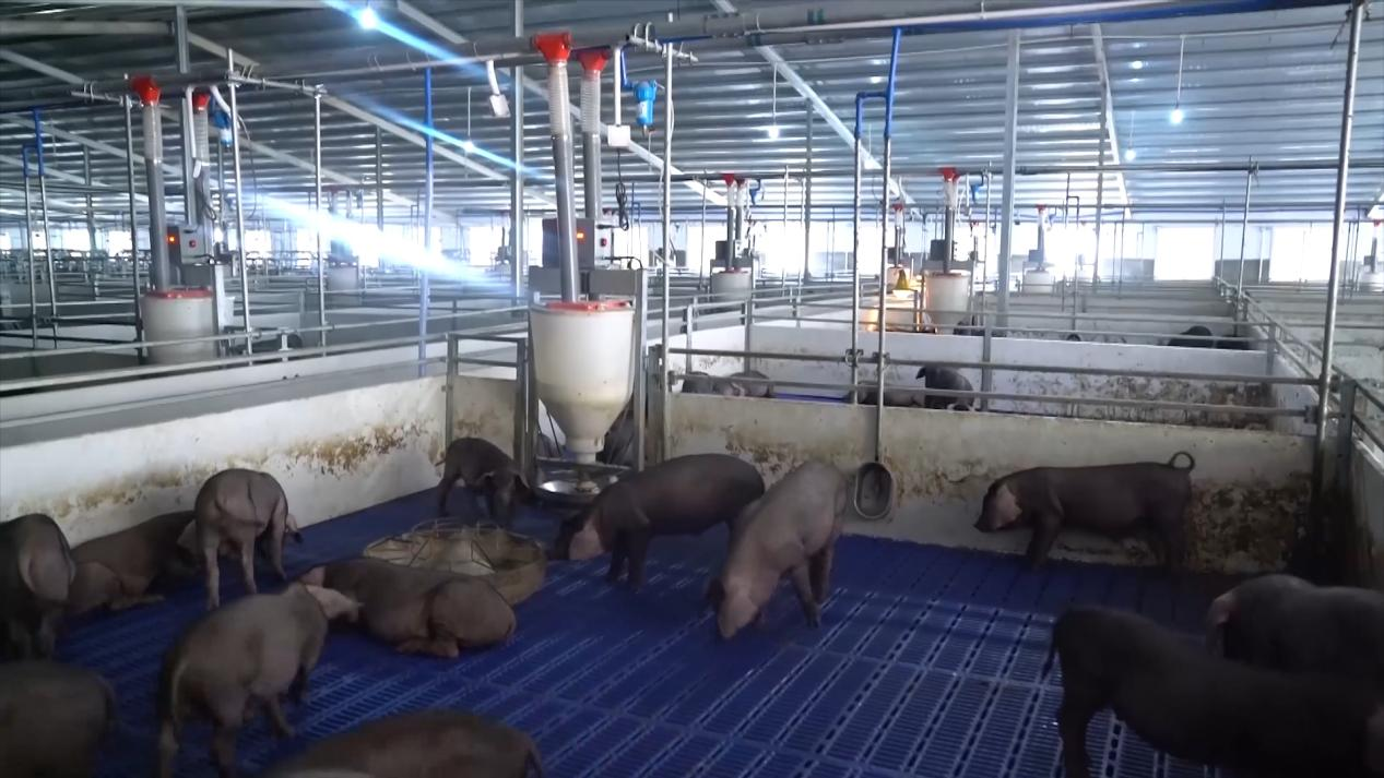 屯昌黑猪拱出致富路(图3)