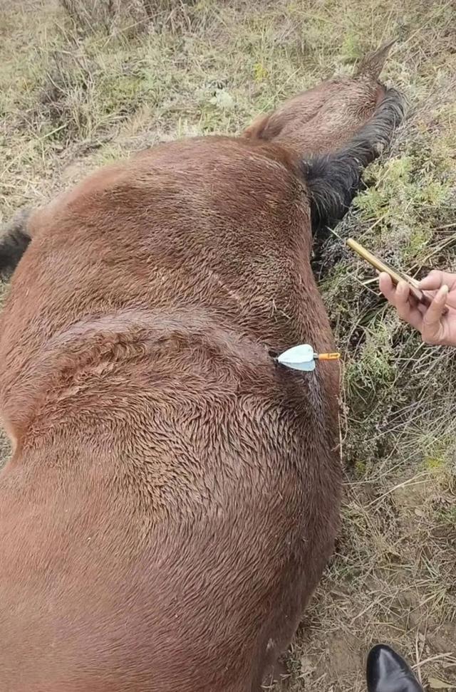 多地发生动物遭热成像无人机投箭射杀事件！已有地区将该设备列为禁猎工具(图1)