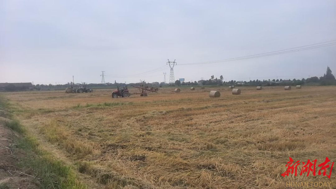 秸秆是“包袱”还是“财富”？大通湖区河坝镇解锁了正确“打开方式”