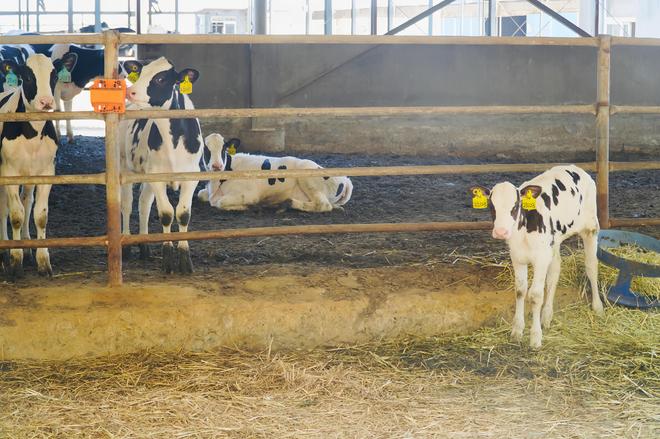 山海新闻·胡伟减抗提质增效绘就潍坊畜牧业绿色发展新画卷(图3)