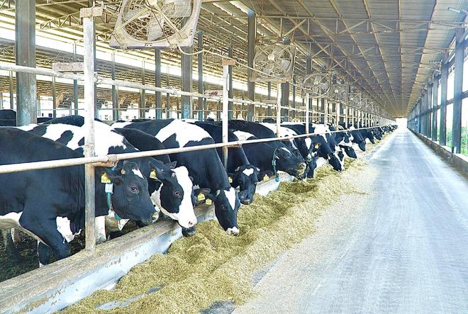 山海新闻·胡伟减抗提质增效绘就潍坊畜牧业绿色发展新画卷