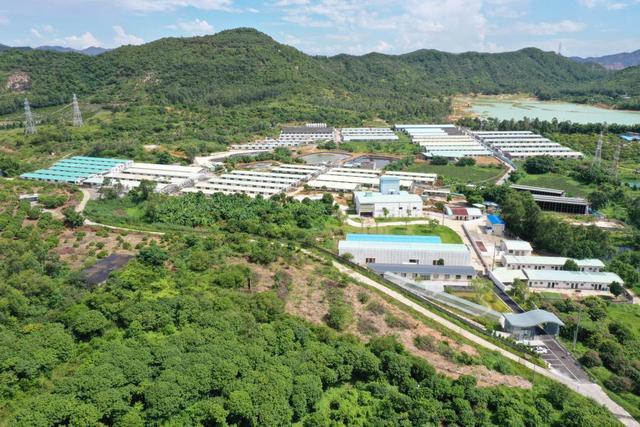 广东养猪国企：7家企业规划2025年生猪出栏近500万头供港生猪、华系种猪繁育……百花齐放【中牧特约·产区地图】(图9)