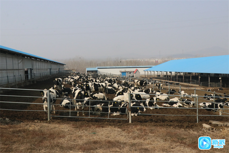 潍坊安丘市郚山镇合力牧场：畜牧产业引领生态循环发展“新标凯发旗舰厅杆”
