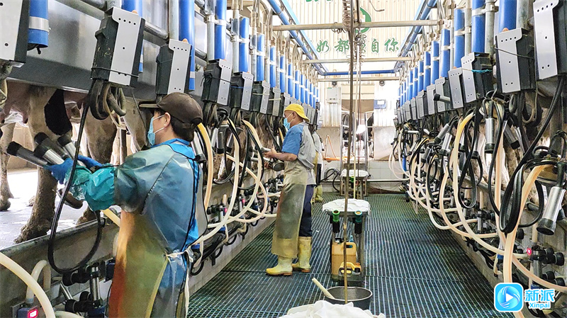 潍坊安丘市郚山镇合力牧场：畜牧产业引领生态循环发展“新标凯发旗舰厅杆”(图2)