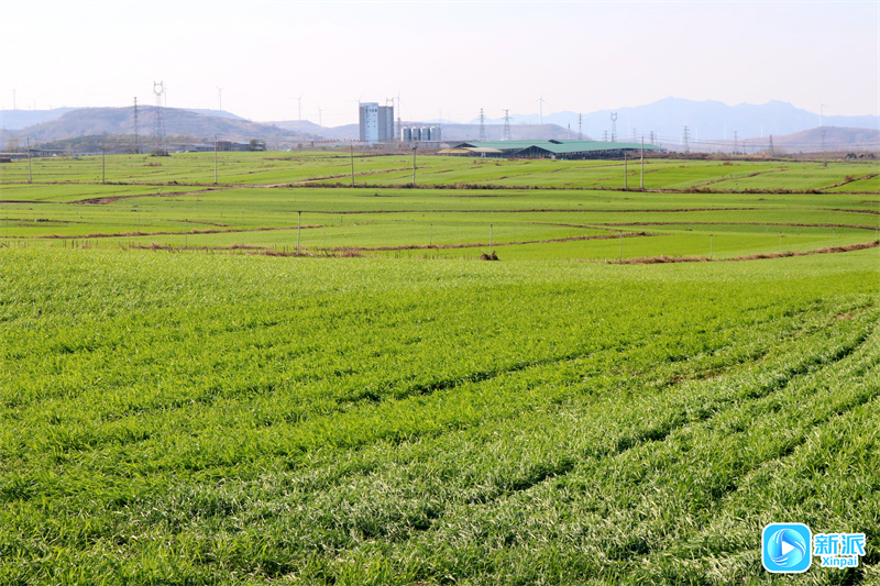 潍坊安丘市郚山镇合力牧场：畜牧产业引领生态循环发展“新标凯发旗舰厅杆”(图3)