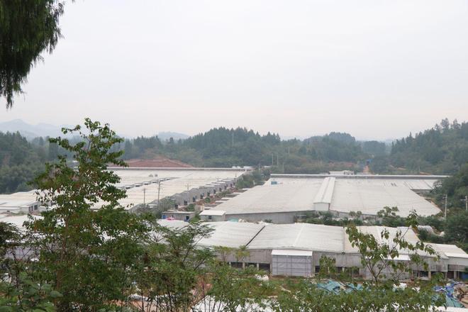 科技赋能政策护航！大竹生猪产业跑出振兴“加速度”凯发旗舰厅