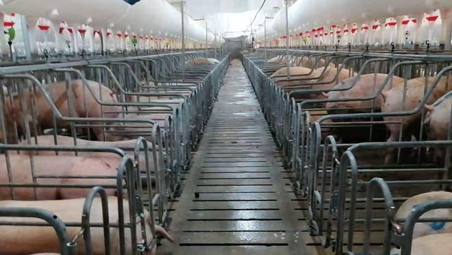 科技赋能政策护航！大竹生猪产业跑出振兴“加速度”凯发旗舰厅(图3)