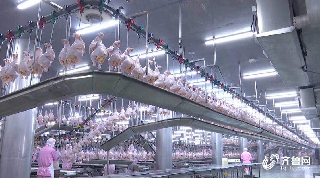 潍坊高密：畜牧“减抗”智慧养殖蹚出绿色转型路