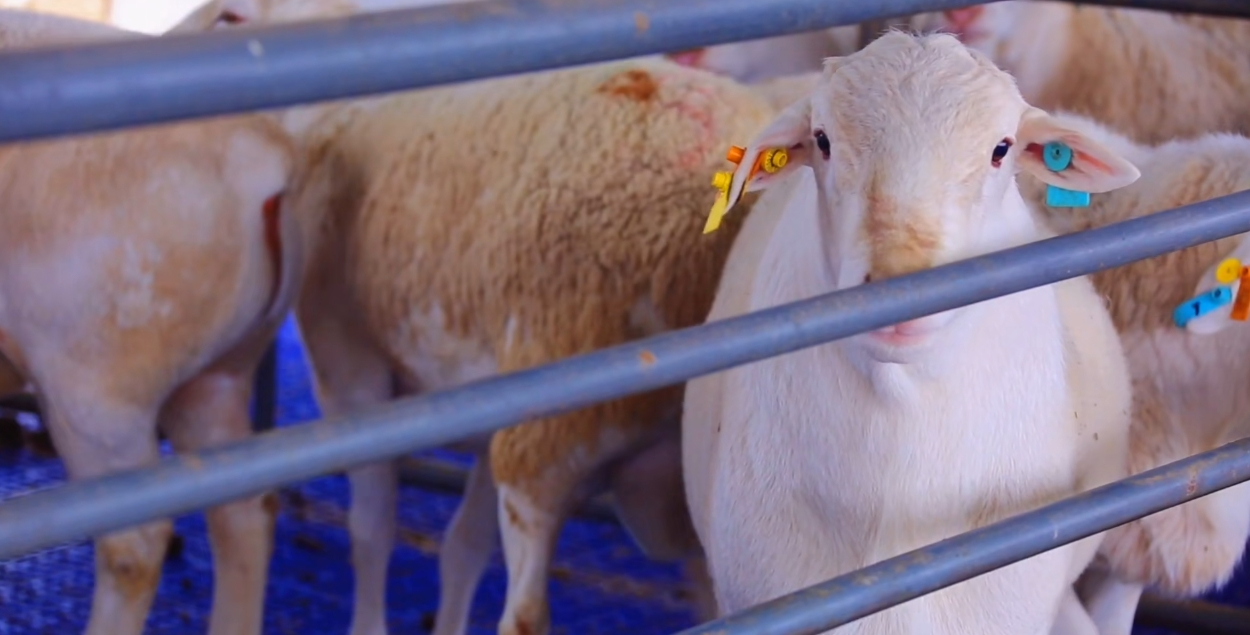 精河县多举措推动畜牧业高质量发展