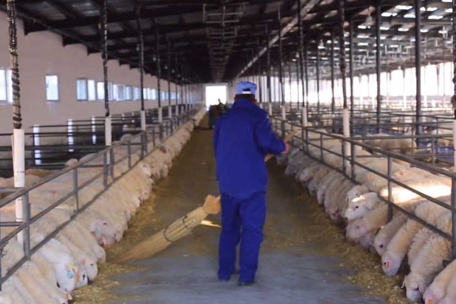 精河县多举措推动畜牧业高质量发展(图4)