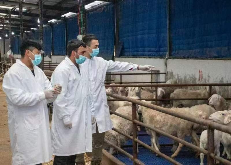 精河县多举措推动畜牧业高质量发展(图2)