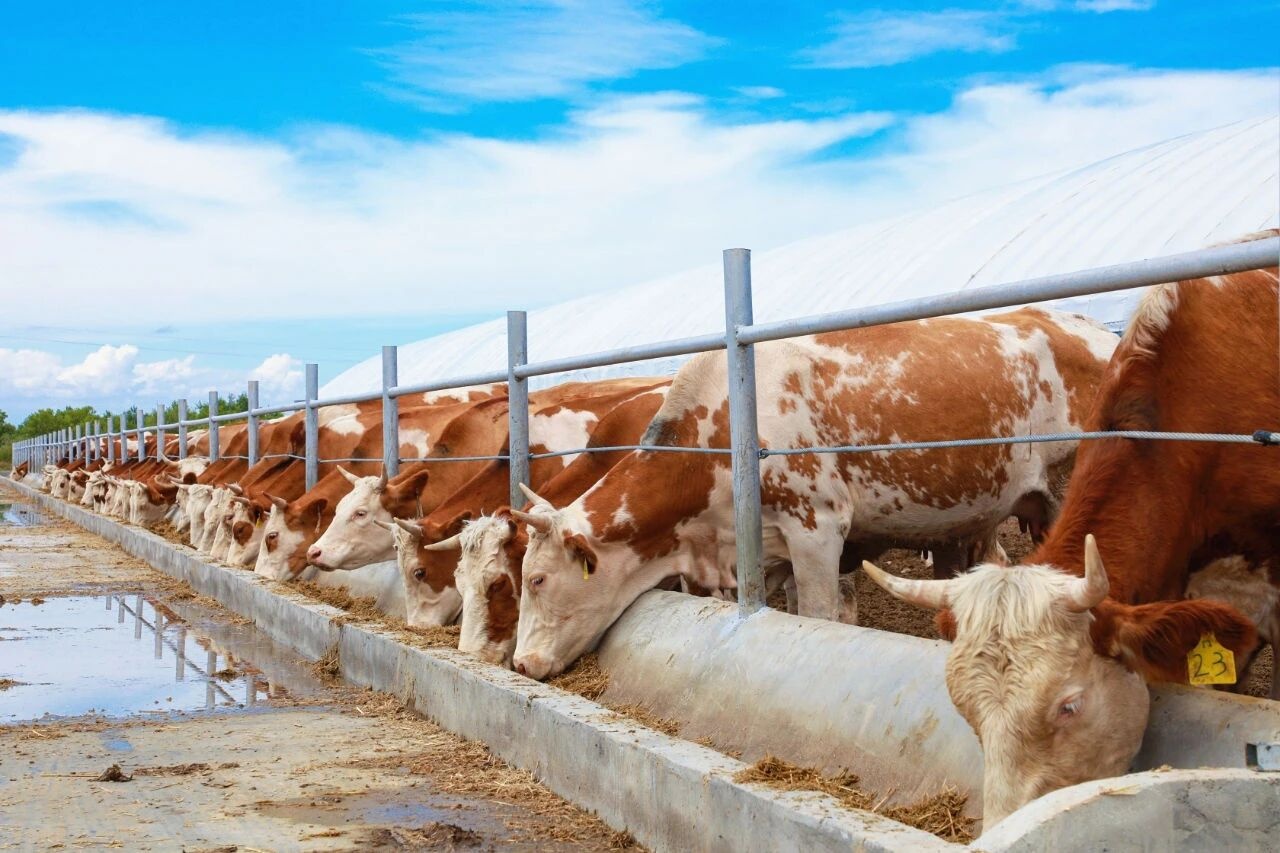 精河县多举措推动畜牧业高质量发展(图5)