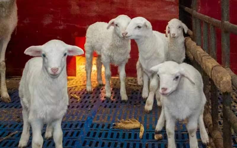 精河县多举措推动畜牧业高质量发展(图6)