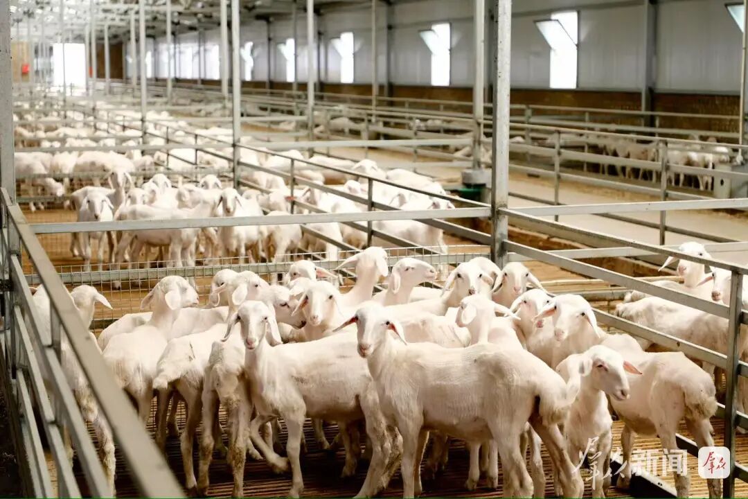 陕西榆阳区：全链升级激活畜牧动能