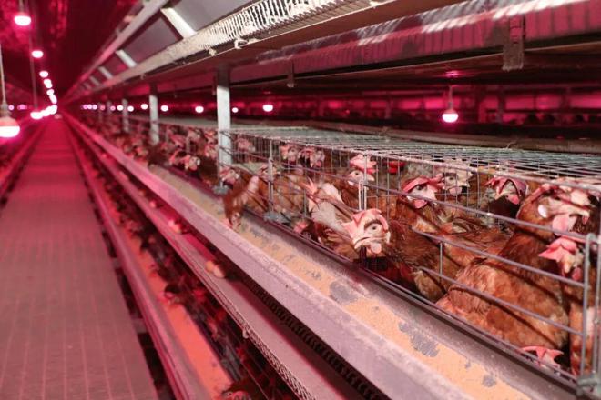 儋州前三季度第一产业增速全省第一！凯发旗舰厅(图2)