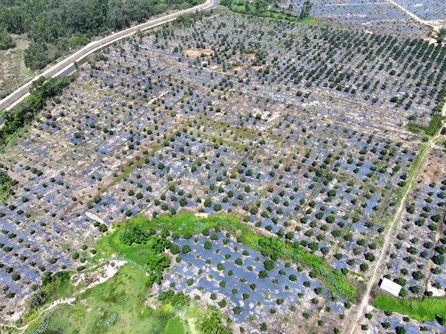 儋州前三季度第一产业增速全省第一！凯发旗舰厅(图3)