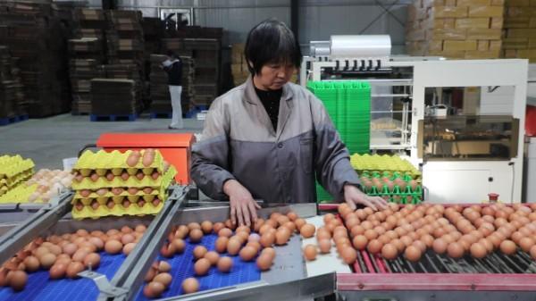 淮滨：智能养ag凯发殖新“鸡”遇铺就乡村振兴“金色路”