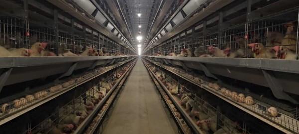 淮滨：智能养ag凯发殖新“鸡”遇铺就乡村振兴“金色路”(图2)