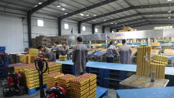 淮滨：智能养ag凯发殖新“鸡”遇铺就乡村振兴“金色路”(图3)