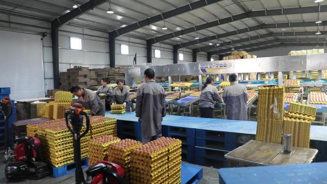 河南淮滨：智能养殖新“鸡”遇铺就乡村振兴“金色路”