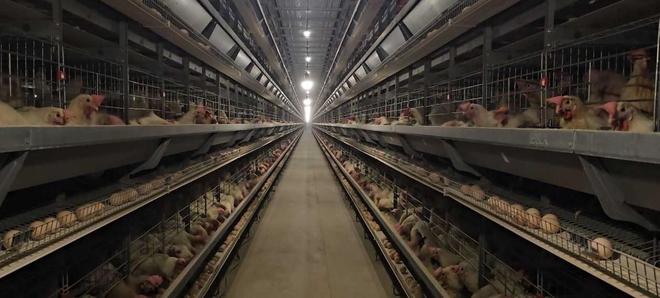 河南淮滨：智能养殖新“鸡”遇铺就乡村振兴“金色路”(图3)