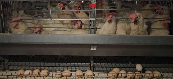 河南淮滨：智能养殖新“鸡”遇铺就乡村振兴“金色路”(图4)