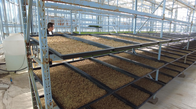 肃北：水培牧草焕生机为畜牧业发展添动能