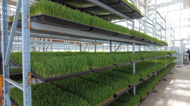 肃北：水培牧草焕生机为畜牧业发展添动能(图2)