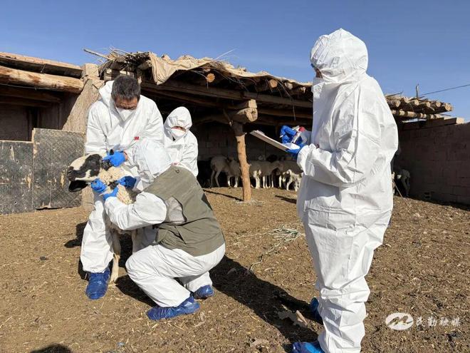 凯发国际【乡村振兴新图景】民勤县2025年畜间布病免疫转阳率检测采血工作有序推进