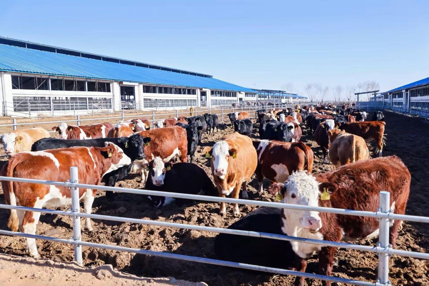智牧兴农铸匠魂神木澳牛谱新篇