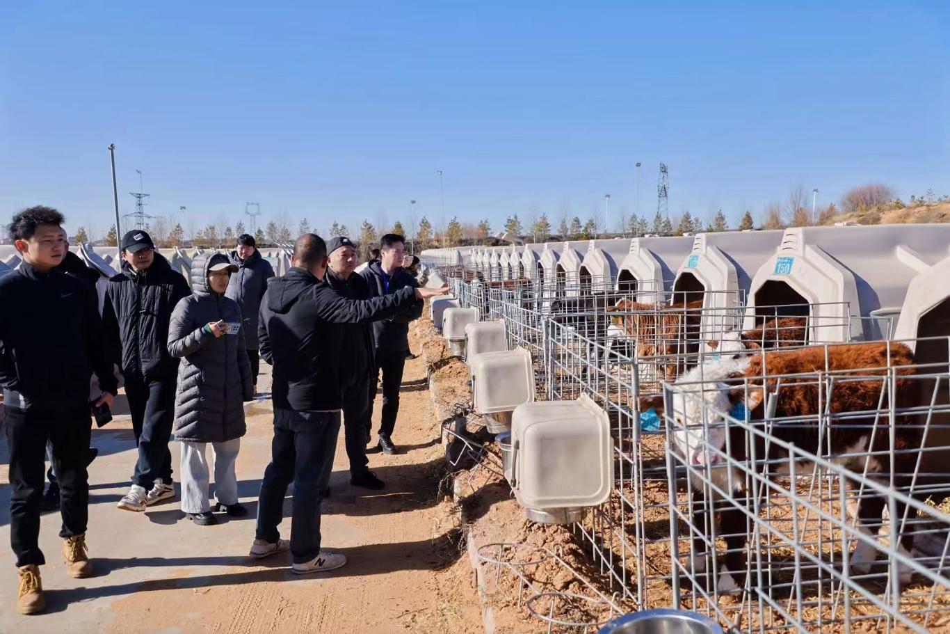 智牧兴农铸匠魂神木澳牛谱新篇(图2)