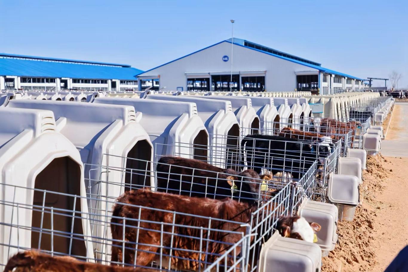 智牧兴农铸匠魂神木澳牛谱新篇(图3)