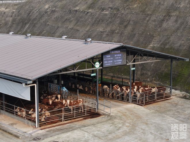 四川省肉牛牧草现代种业育种创新基地从实验室到牧场的育种突破(图2)