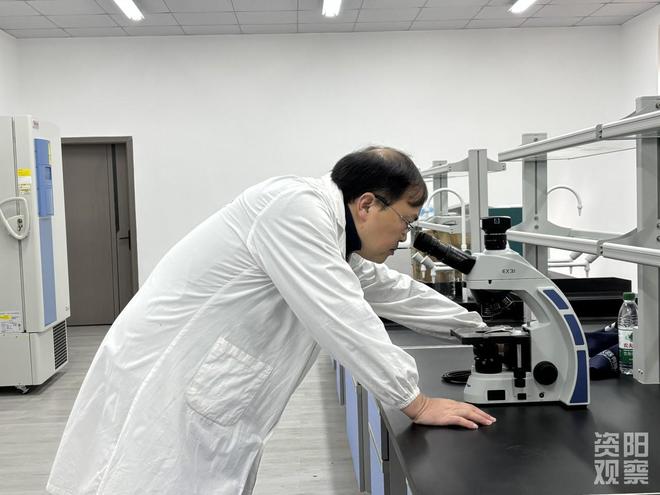 四川省肉牛牧草现代种业育种创新基地从实验室到牧场的育种突破