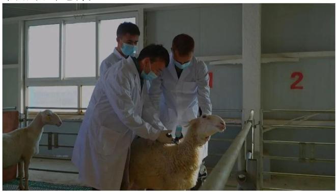 新疆阿凯发国际克苏市：接羔育幼正当时奏响牧业增收曲