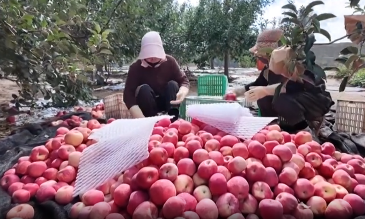 子长：“果薯桑畜”齐发力日子越过越红火